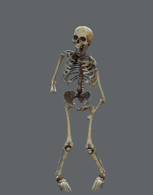 skeleton